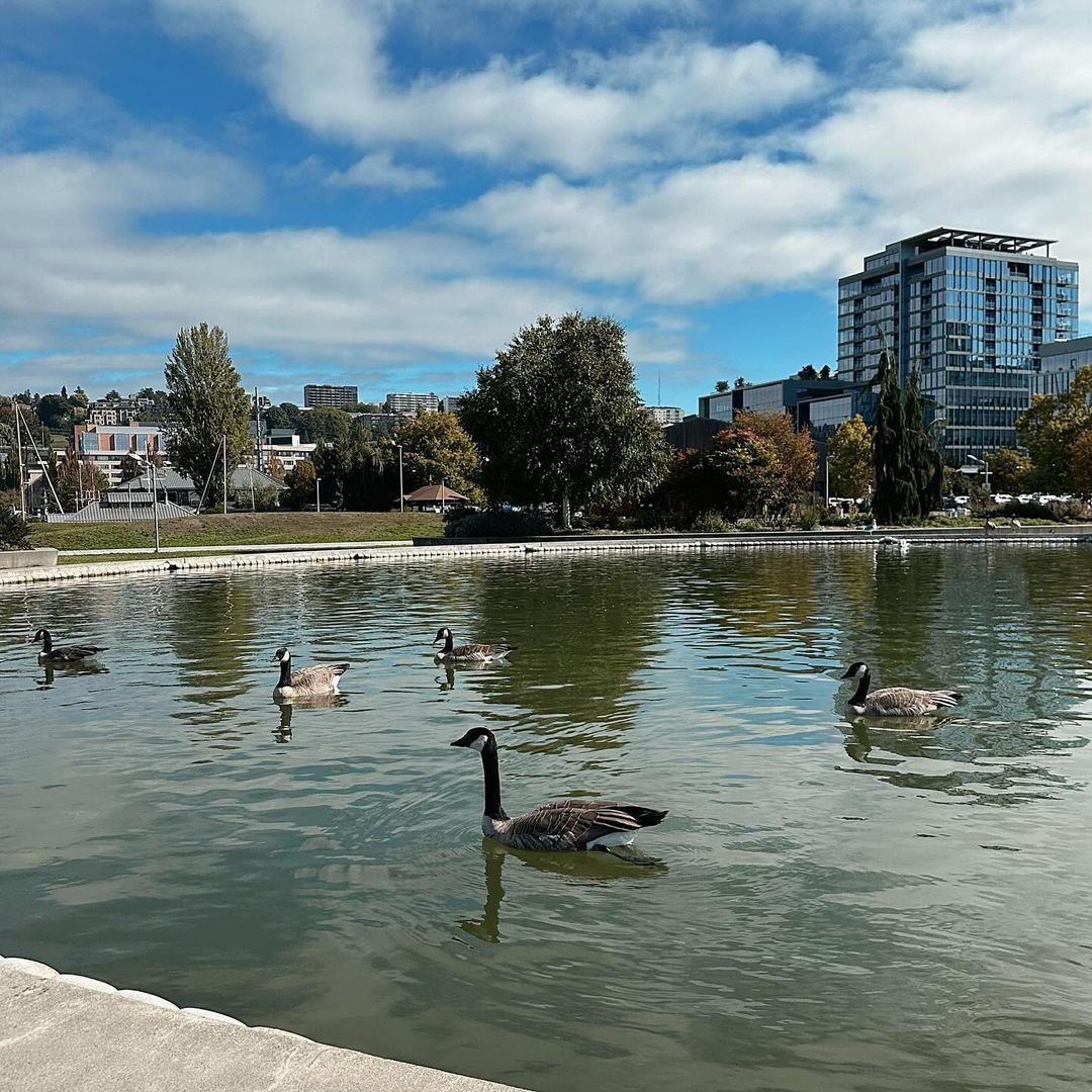 jillchen_tt's tweet photo. Is this a wild goose or a swan🤪🤪 https://t.co/SDXo5FDY0Q