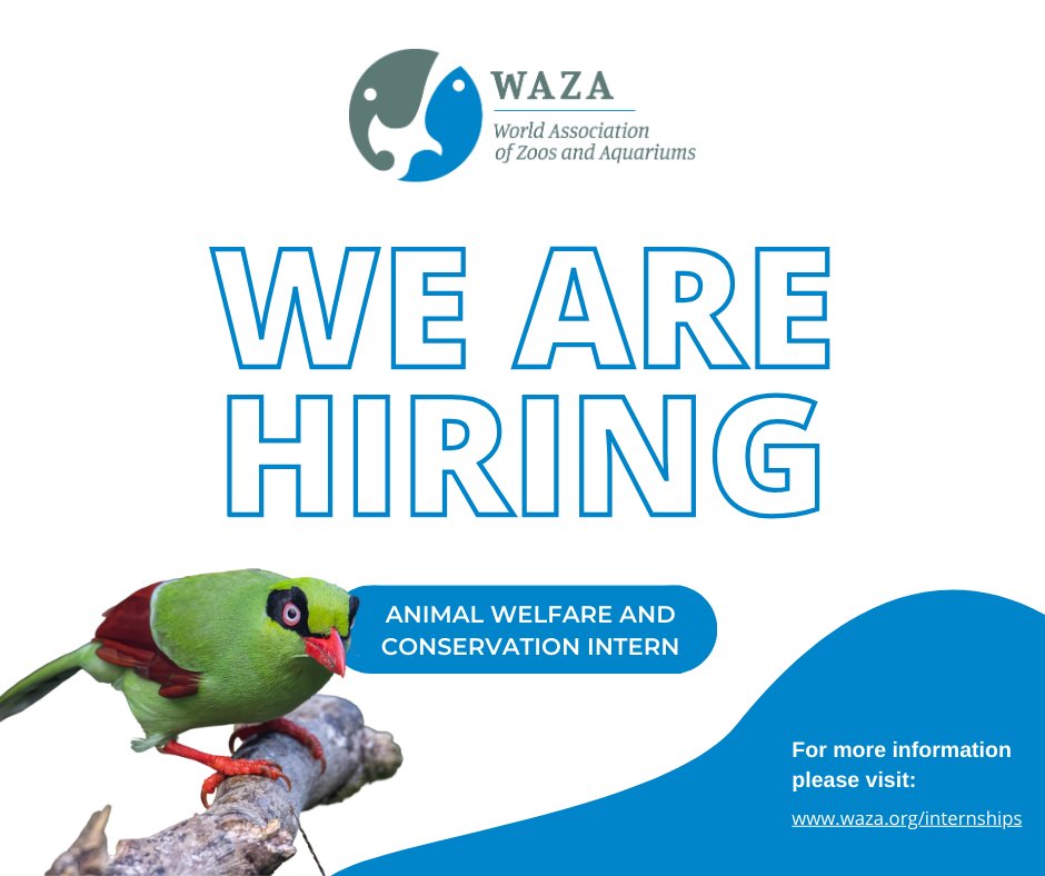 #HiringAlert 🚨 @waza is hiring a dedicated individual to join our team as an Animal Welfare and Conservation Intern. The position will be based in the Barcelona office. Find out more and apply before 27 November 📌 ow.ly/NNuh50Q5R3P