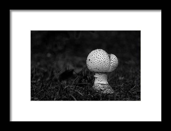 Heather_in_SC's tweet photo. Mushroom Framed Print https://t.co/ipStuVoNLM #printsale #wallart #prints #professionalphotography #photobusiness #professionalphotographer #cgproprints #canvasprints #artsale #art #printsforsale #proprints #photography #sale #print #artist #contemporaryart #fineartphotography https://t.co/KuYAEsi8JU