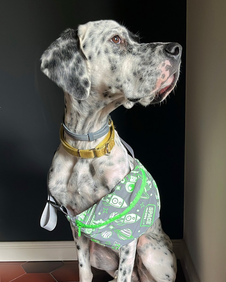 everyone loves the space bum bag 🚀

#dogsofinstagram #kidscollection #loqi #dogbag