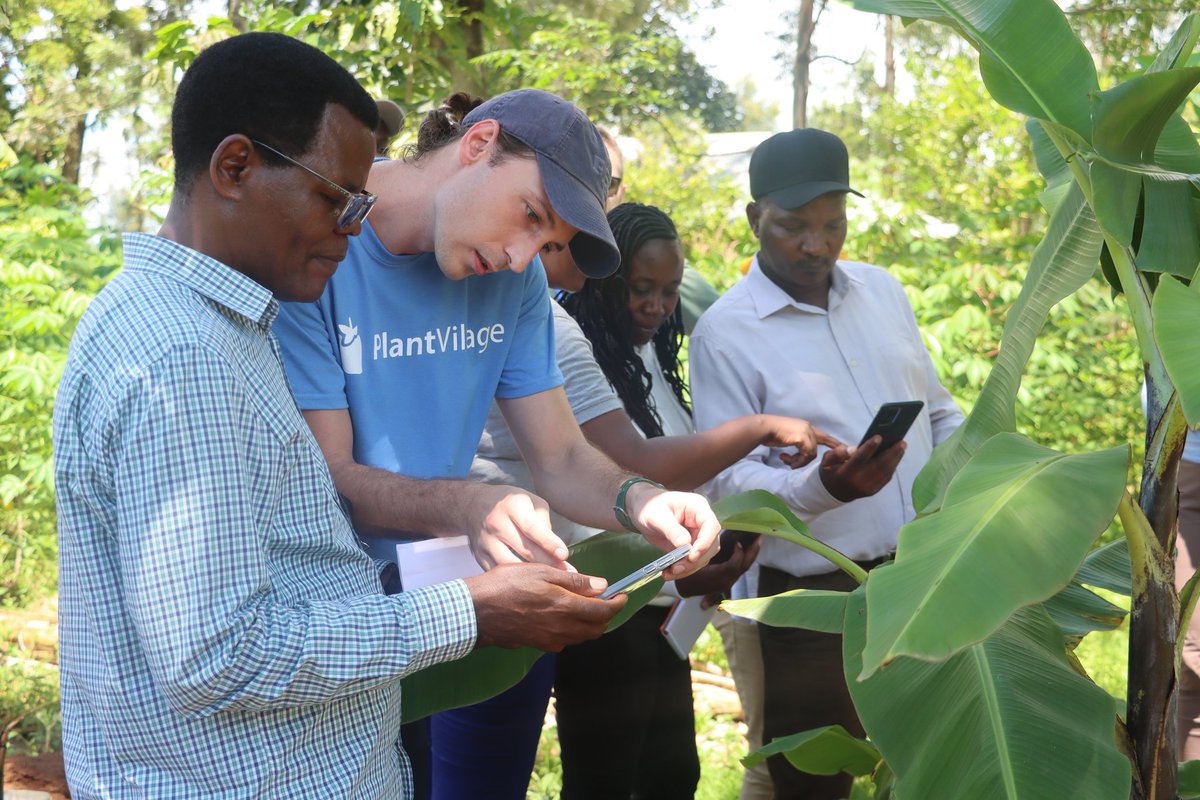 Our machine learning team in Busia County 🇰🇪 alongside <a href="/DH_PlantVillage/">David Hughes</a> demonstrate to <a href="/USAIDKenya/">USAID Kenya</a> officials how #PlantVillageNuru is transforming agriculture through its seamless ability to identify crop pests and diseases.

Download the app 👉 bit.ly/48Zh0hw