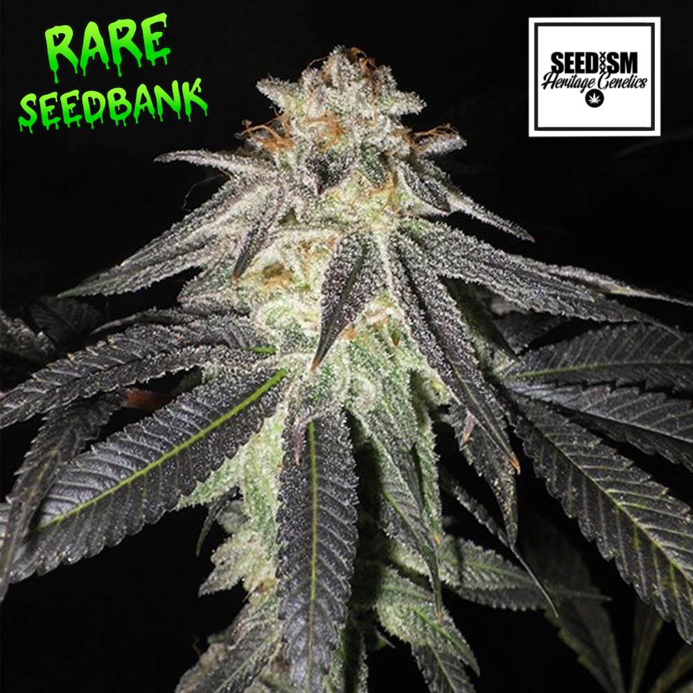 CannabisSeed_Co's tweet photo. Kush Valley Gelato Feminized Seeds by Seedism.

Kush Valley Gelato boasts a potent Cookies flavor reminiscent of the original Thin Mint Girl Scout Cookies profile, enriched with a diverse array of complex sub-flavors that lend depth to the strain.

This hybrid strain is the result of a cross between a specially selected Kush-dominant Sunset Sherbert phenotype and the legendary Gelato #41, an elite hybrid that has achieved iconic status in the world of cannabis. 

The terpene profile of Kush Valley Gelato is characterized by robust minty notes harmoniously blended with sweet fruity tones, occasionally tinged with hints of licorice. The strain also carries underlying Skunk and Kush undertones, leaving a mouthwatering and lip-smacking experience.

Test results consistently show high yields for Kush Valley Gelato, with its dense buds displaying a vibrant array of colors, complemented by bright orange hairs protruding from the complex, green and purple-tinged buds. 

The resin production is substantial, and THC levels typically reach the higher end of 20%. However, it is the broad spectrum of cannabinoids and terpenes that contribute to the strain’s potent and potentially therapeutic effects.

Breeder: Seedism Pack Size: 5 Seeds Per Pack Flowering Time: 8-10 Weeks Genetics: Sunset Sherbert (Kush dominant Pheno) x Gelato #41 Yield: Medium- High