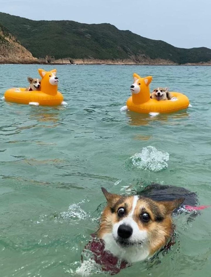 twaniimals's tweet photo. https://t.co/qOI00ftU2y
