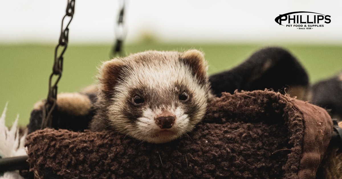 PhillipsPetFood's tweet photo. Enhance your ferret's happiness with dedicated care! Find cozy bedding, engaging toys, and nutritious food at your local pet shop. Transform each playful hop into a delightful ferret adventure! #SmallAnimals #FerretCare #PetShopFinds #WildWednesday #PhillipsPetFood https://t.co/Rotqfx942i