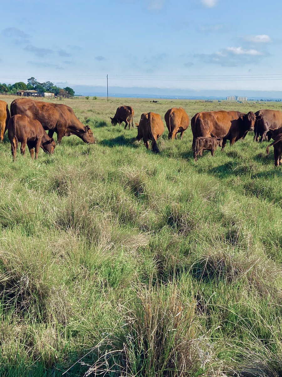 @Keneilwe_the farmer tweet media