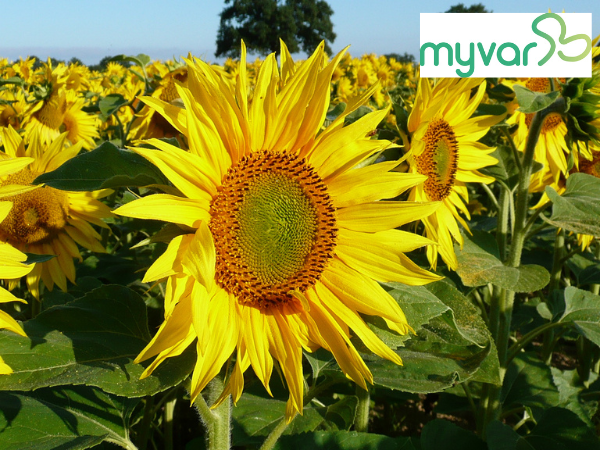 Clarisse_TI_NE's tweet photo. #tournesol // Les résultats complets des essais variétés 2023 #terresinovia - partenaires sont disponibles sur #myvar - Résultats des essais tournesol du réseau post-inscription 2023 pour vous aider dans vos choix variétaux.
https://t.co/AefKvEJ4I1 https://t.co/vN2CrhQ7Cy
