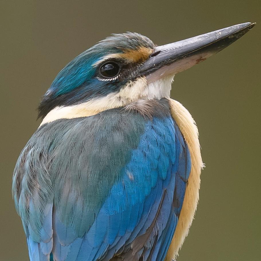 Oz Bird Photography tweet media