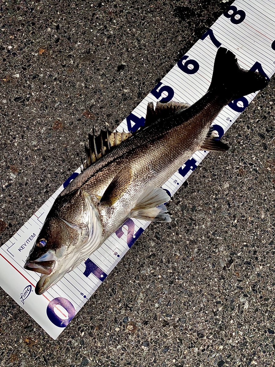 toshizou0036's tweet image. 仕事終わりに寄り道🥹
スキッドスライダーのfimoカラー達♪
#fimo #fimoフィールドモニター 
#LEGARE #LEGAREフィールドモニター