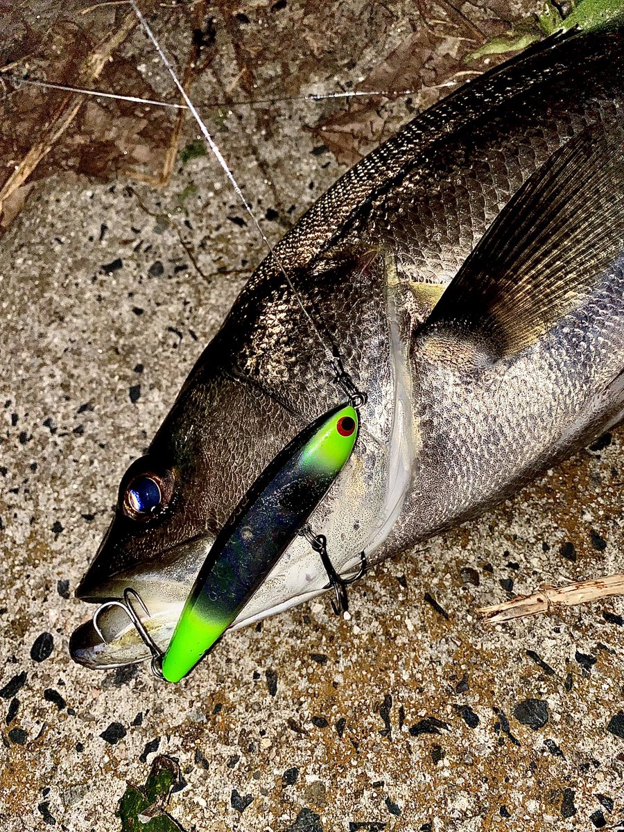 toshizou0036's tweet image. 仕事終わりに寄り道🥹
スキッドスライダーのfimoカラー達♪
#fimo #fimoフィールドモニター 
#LEGARE #LEGAREフィールドモニター