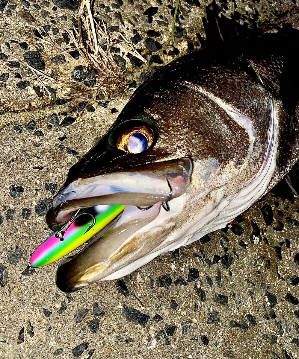 toshizou0036's tweet image. 仕事終わりに寄り道🥹
スキッドスライダーのfimoカラー達♪
#fimo #fimoフィールドモニター 
#LEGARE #LEGAREフィールドモニター