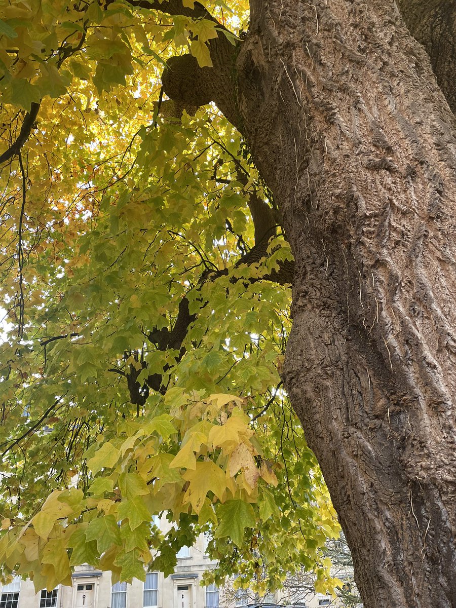 stjamesssqbath's tweet photo. St James’s Square’s old Tulip tree is looking especially beautiful in its autumn colours. Thank you to our residents who came out and helped clear the pavements of leaves making them safe for pedestrians 🍂🍂🍂 https://t.co/MgZWaGXxNu