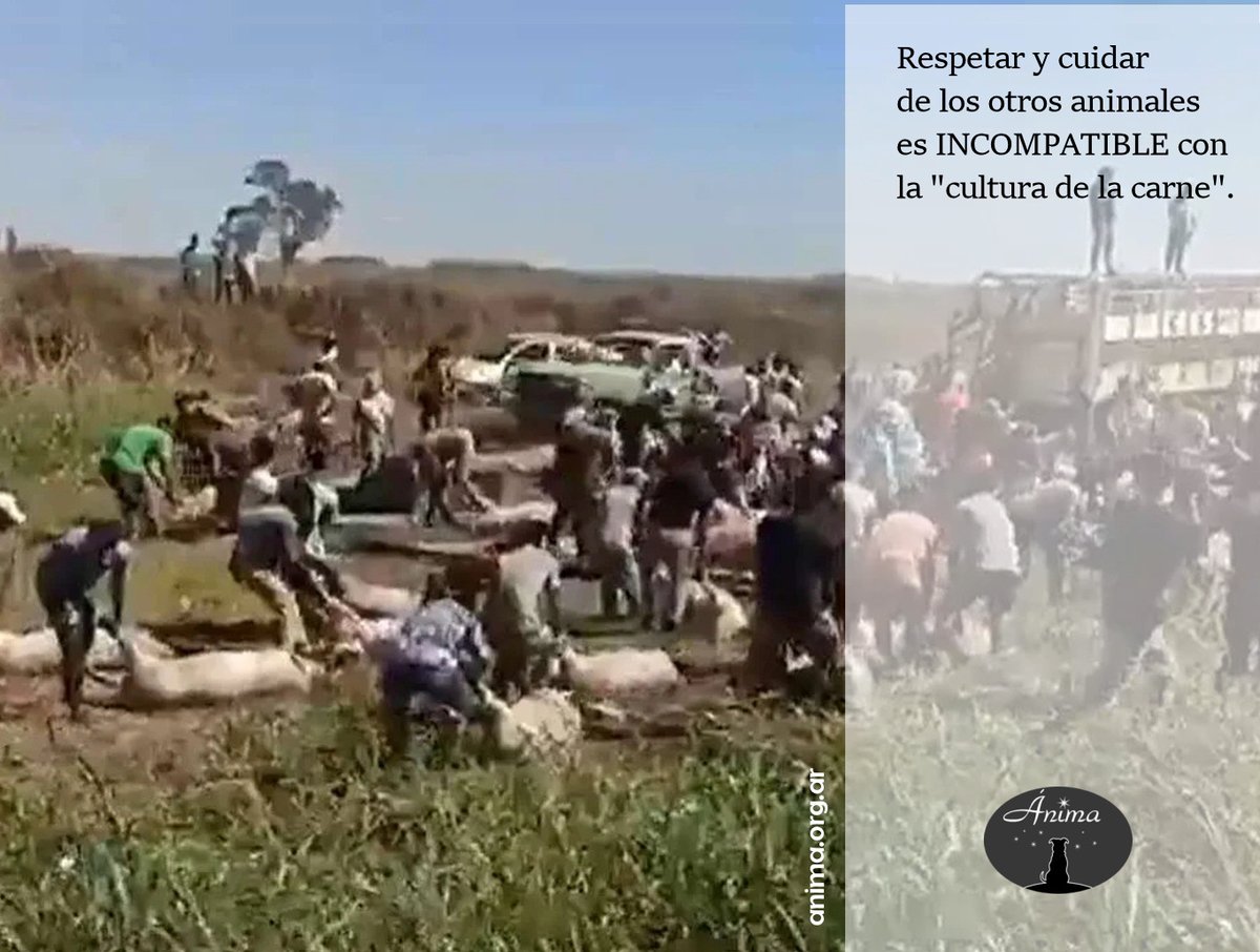👉 El domingo 12 de noviembre pasado volcó un camión jaula que transportaba cerdos hacia el matadero, en la ciudad de Jesús María, provincia de Córdoba. Unos cuantos ciudadanos del lugar decidieron atrapar a los animales con sogas para llevárselos.   

Abro 🧵 

n/1