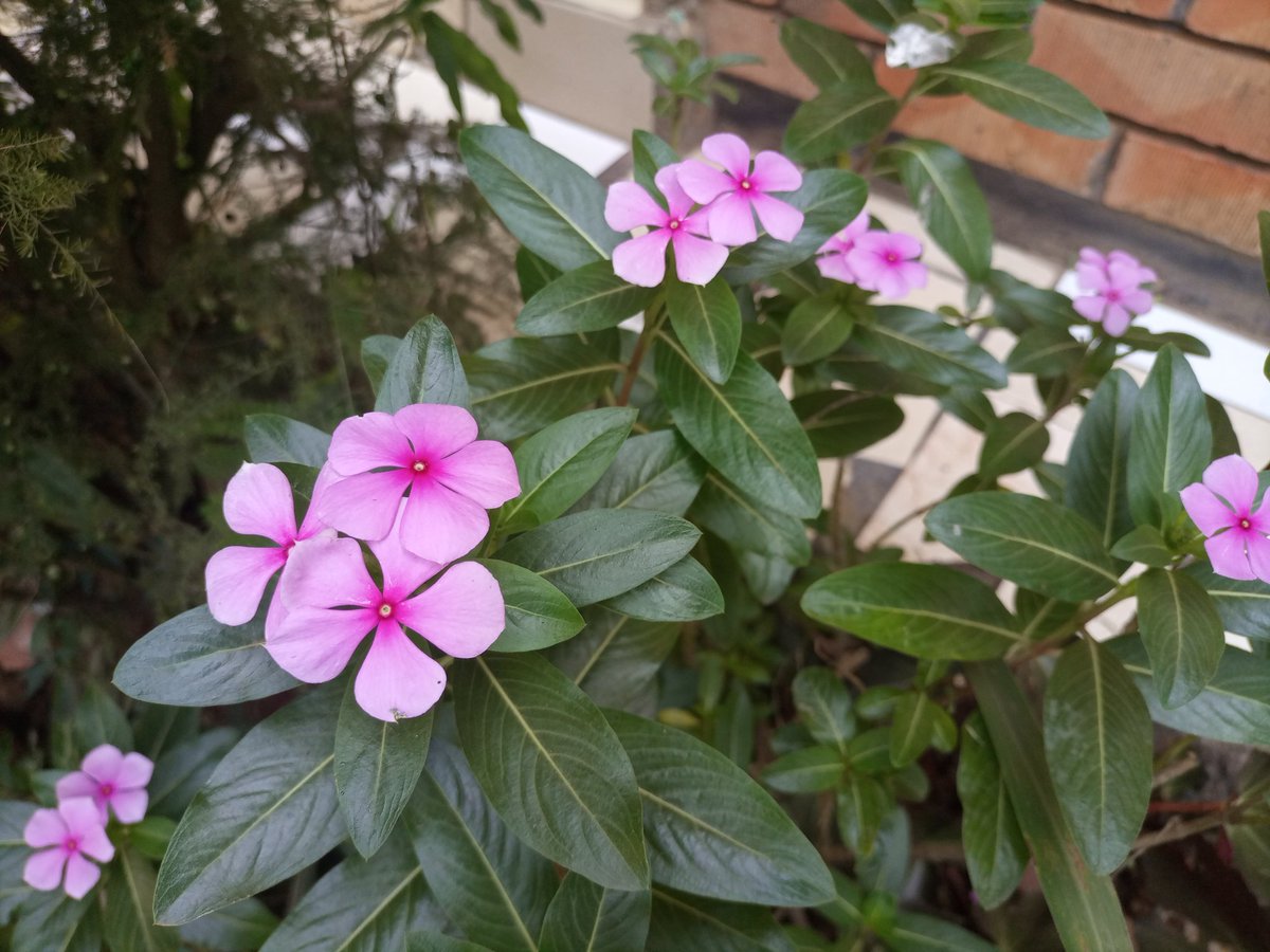 🌸Upgrade your garden game with periwinkles and let nature's charm unfold. 
🏡✨ These vibrant flowers not only dazzle with their hues but also act as natural ground cover, reducing soil erosion and suppressing weeds. Low maintenance and resilient, beauty to your outdoor oasis.