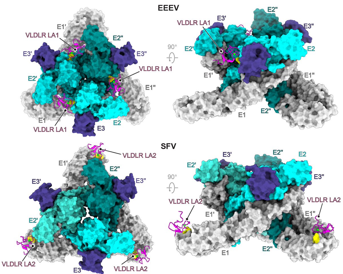 @AbrahamLabHMS (@abrahamlabhms) on Twitter photo Excited to share a study led by postdoc Pan Yang and grad student <a href="/VirologyHarvard/">The PhD Program in Virology at HMS</a> Wanyu Li that solves part of a missing puzzle on how eastern equine encephalitis virus, one of the deadliest viruses endemic to North America, infects cells. 🤩 <a href="/biorxivpreprint/">bioRxiv</a> <a href="/HarvardMicro/">Harvard Micro</a> Excited to share a study led by postdoc Pan Yang and grad student <a href="/VirologyHarvard/">The PhD Program in Virology at HMS</a> Wanyu Li that solves part of a missing puzzle on how eastern equine encephalitis virus, one of the deadliest viruses endemic to North America, infects cells. 🤩 <a href="/biorxivpreprint/">bioRxiv</a> <a href="/HarvardMicro/">Harvard Micro</a>