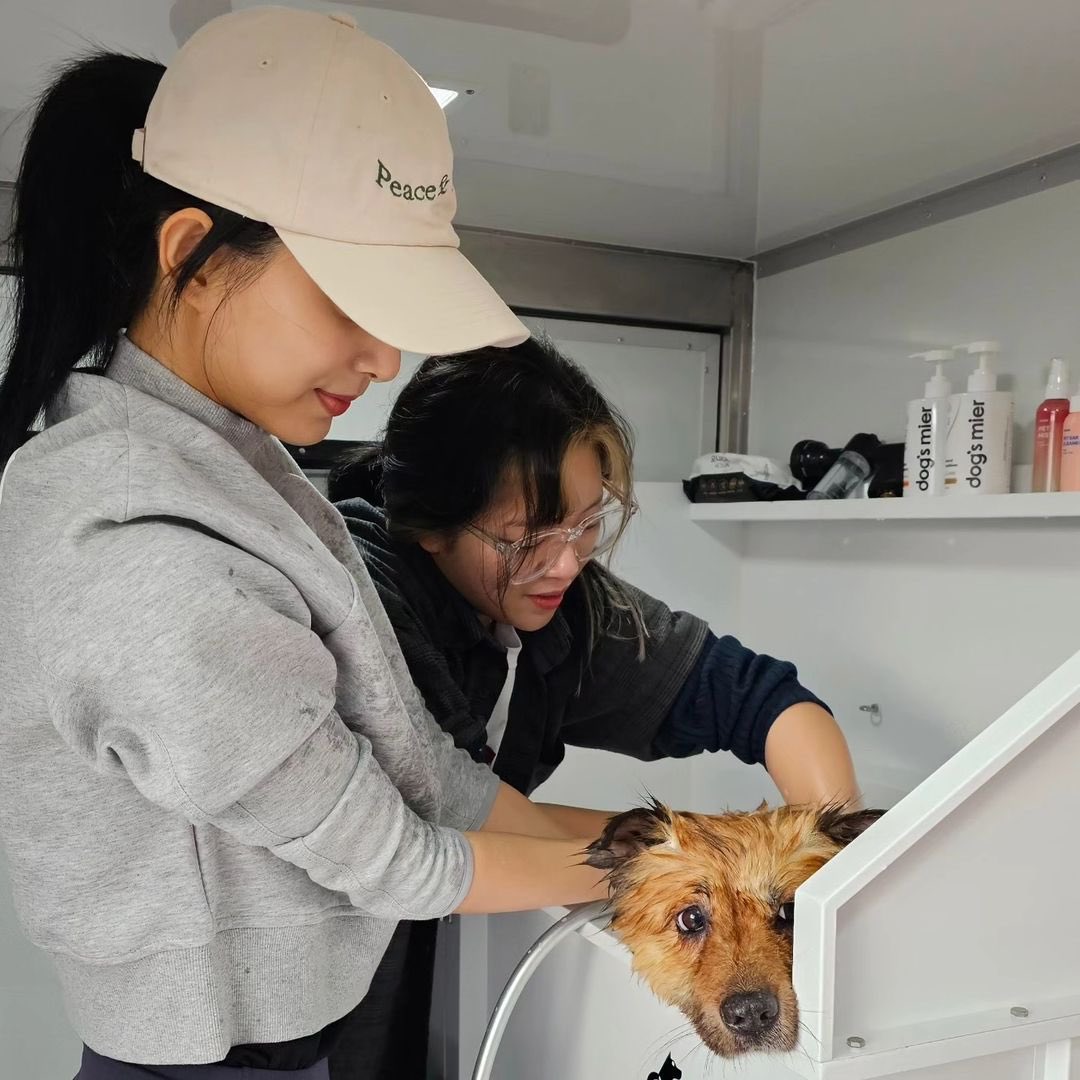 thinkaboutzy's tweet photo. Another day of me being JY unnie’s personal hairdresser while she was bathing the furry friend. Team work makes the dream work. https://t.co/4uEXnXxIWN