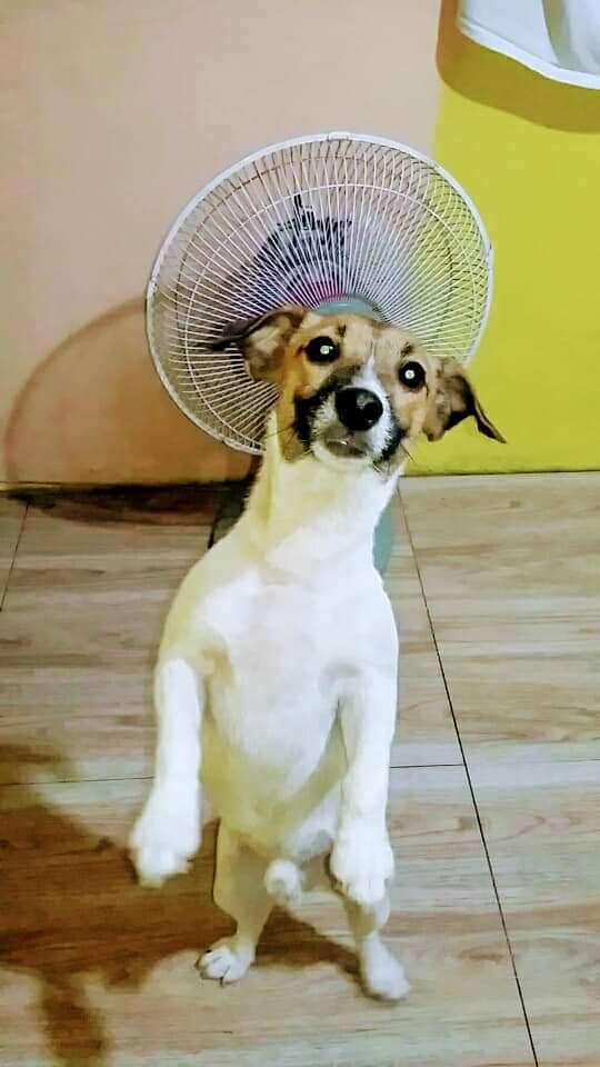 yaninisme's tweet photo. @PedigreeSociety My bestfriend and stress reliever https://t.co/cgywrbXmy1
