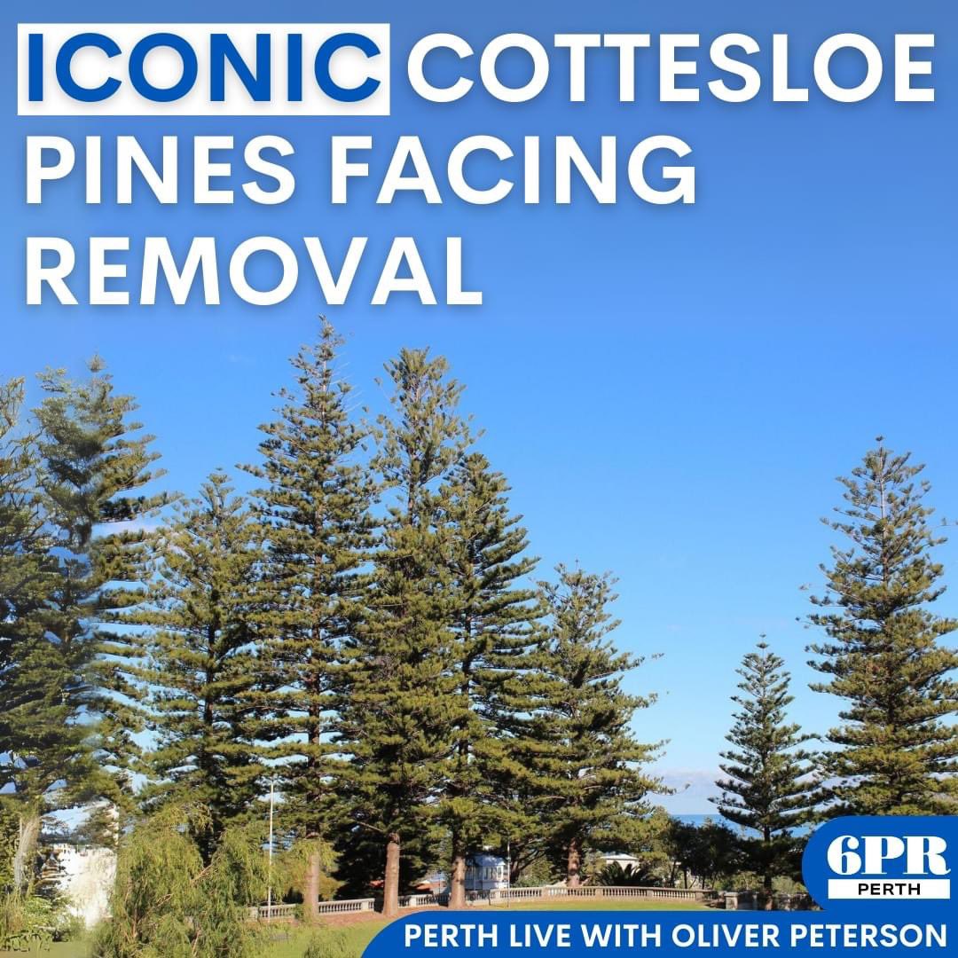 Cottesloe Mayor Lorraine Young revealed the council’s intentions after news broke that the iconic Norfolk Island Pines could face removal to maintain the council's waterwise status. DETAILS: 📱 brnw.ch/21wEsq0