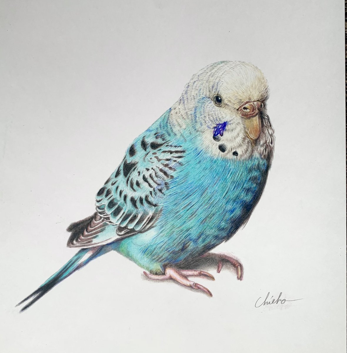 今日は #いいインコの日 だそうなので🦜💓 色鉛筆で描いたインコ