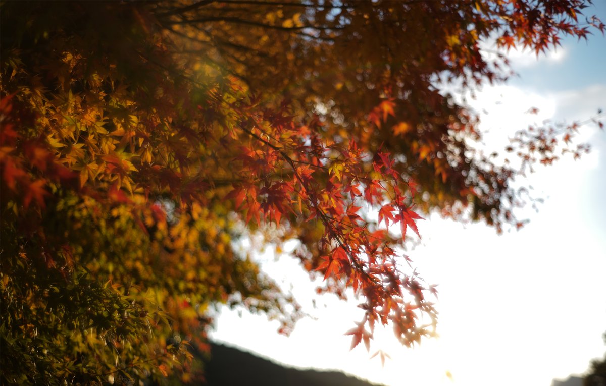 K_IdobataPhoto's tweet photo. 通りすがりの紅葉 #leica #m10p #summilux35mm #steelrim #reconstructions https://t.co/44tFa0XIqf