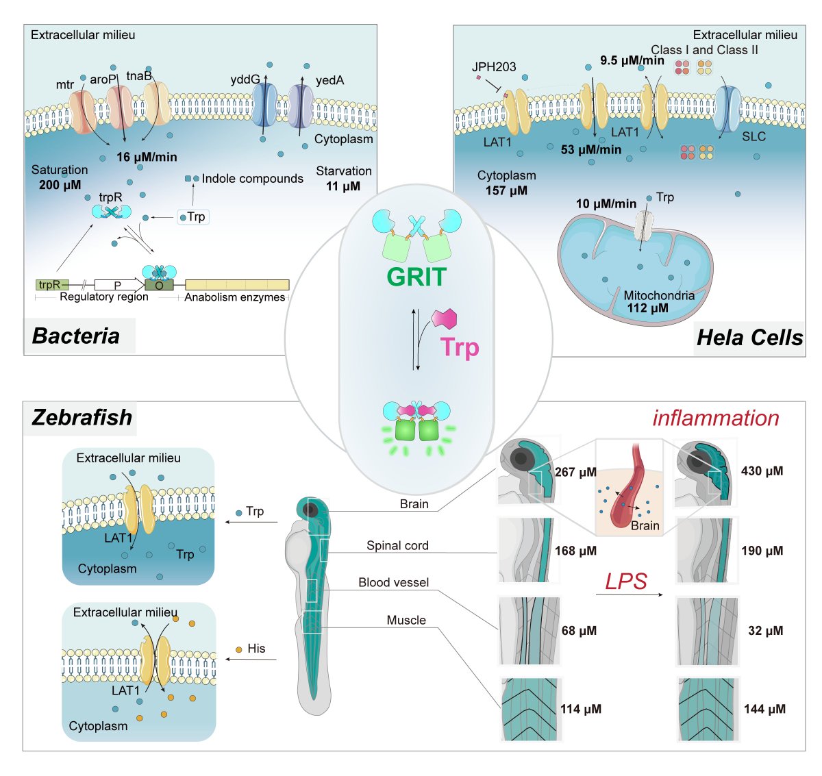 muyuuyum's tweet image. Introducing GRIT, our new tryptophan sensor! It tracks Trp, a vital amino acid and precursor for serotonin, kynurenine & more. Trp level dips in blood but spikes in the brain during inflammation in zebrafish, a redistribution across systems. Details 👉nature.com/articles/s4142…