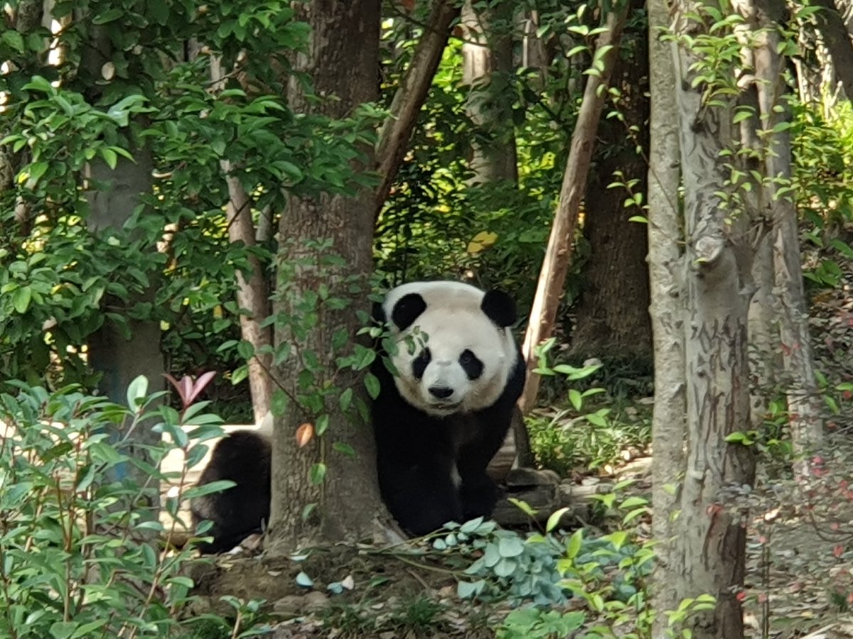Giant Panda, Chengdu 🇨🇳