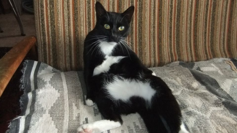 MarkRedpathReel's tweet photo. @rickygervais My cat took this himself. He called it, 'Blue Steel Reveal'. https://t.co/rP11MlMKAK