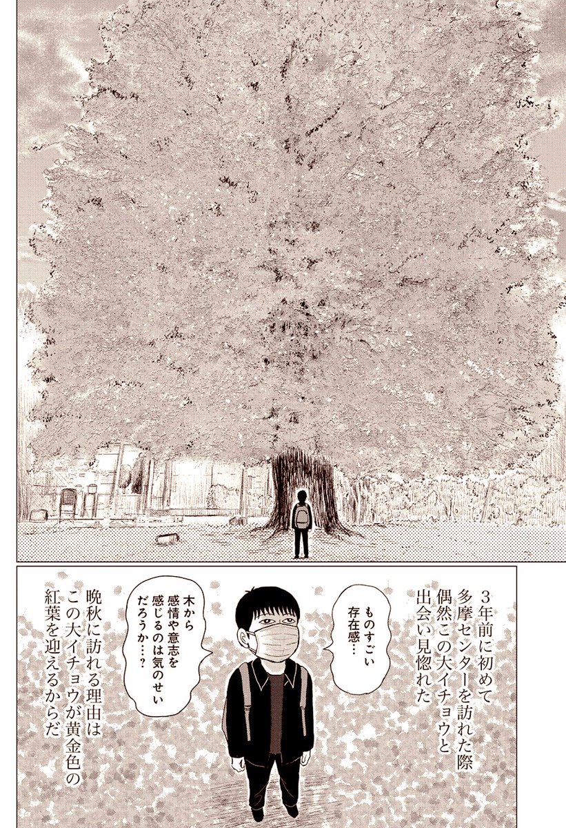 そういえば一昨日、多摩センターの大銀杏を見に行ってきたのですが、まだ紅葉は始まっておりませんでした。

「早とちり」しちゃったわ〜(*'ω`*) 