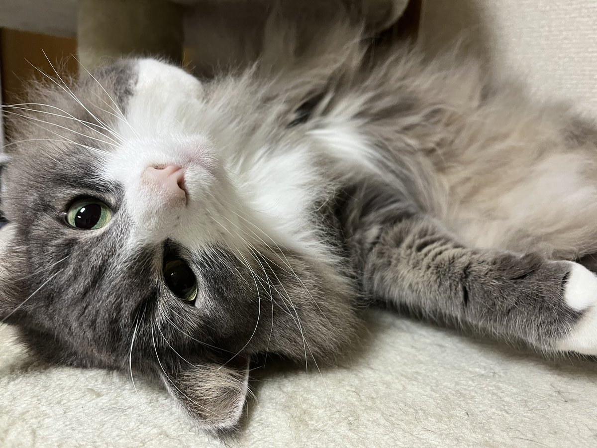 pmpi_88's tweet photo. なんでこんなに
可愛いのかよ
猫という名の
宝もの https://t.co/gyVo3R57YD