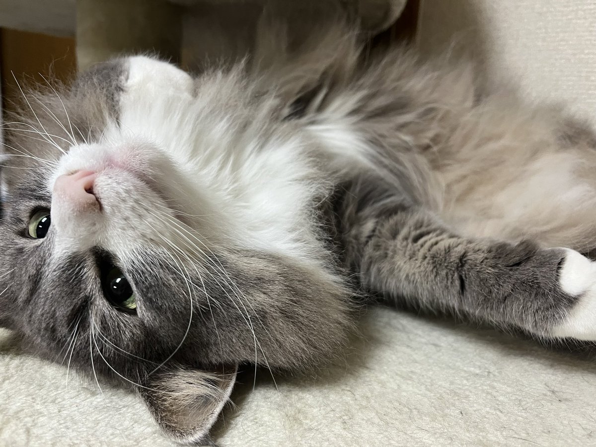 pmpi_88's tweet photo. なんでこんなに
可愛いのかよ
猫という名の
宝もの https://t.co/gyVo3R57YD
