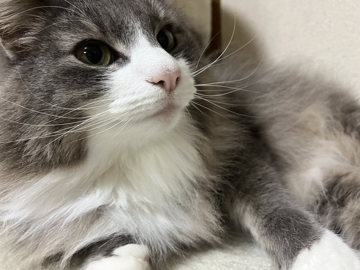 pmpi_88's tweet photo. なんでこんなに
可愛いのかよ
猫という名の
宝もの https://t.co/gyVo3R57YD