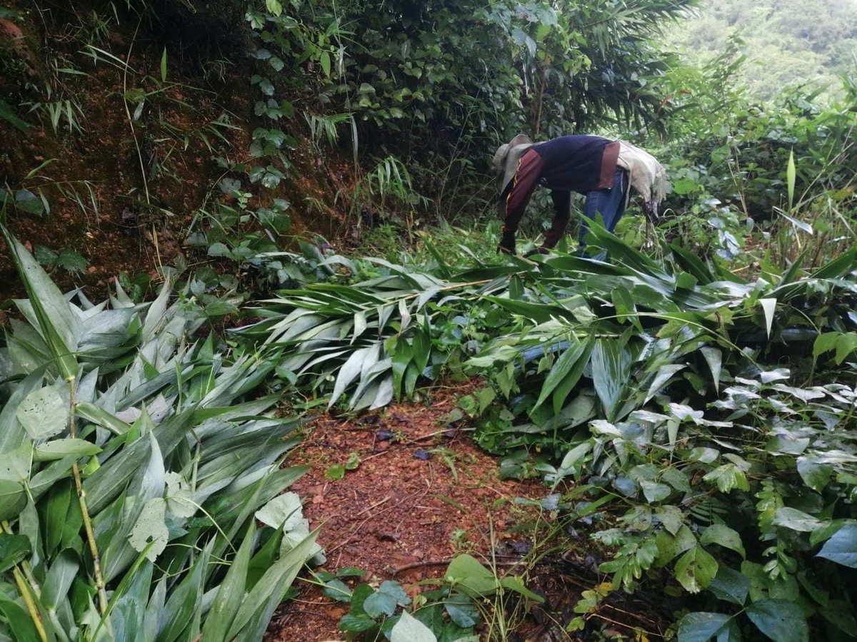 ทีมงานแปลงหญ้าเพื่อช้าง 🌿🐘 ได้ตัดหญ้าธรรมชาติเพื่อส่งให้กับช้างแม่ลูกอ่อน แม่บือหล่า รวมถึงแม่วันดีแม่รับน้องกันยา #กันยา เพื่อให้มีน้ำนมเพียงพอกับลูกทั้งสองค่ะ🥰

#ช่วยช้างถึงช้าง #หญ้าเพื่อช้าง #sansiribackyardforelephant #nooneleftbehide #คนไทยรักช้าง