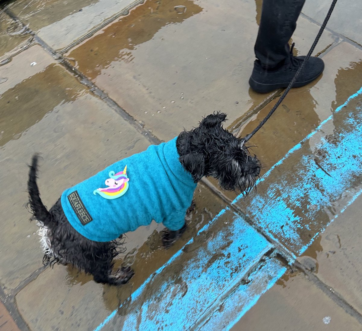 One little unicorn yesterday got a lot of attention. Support dog Freddie braved the rain to stand up for the kids. Who’s a good boy!