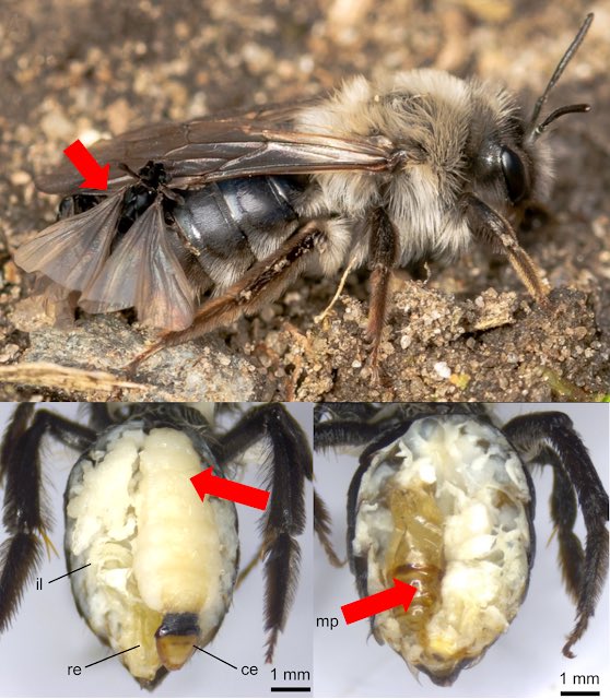 We were the „Parasite of the Day“ yesterday! 😀 🐝  #BeesUp

Read the full story here:
dailyparasite.blogspot.com/2023/11/stylop…