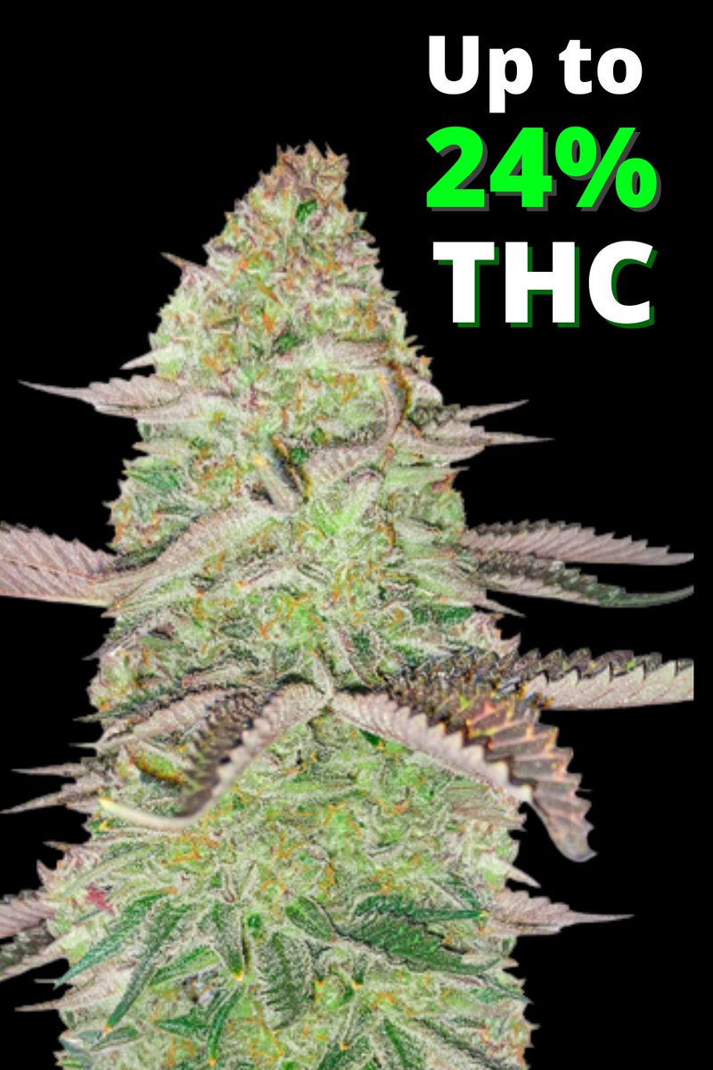 TheSeedPlug's tweet photo. Girl Scout Cookies https://t.co/6zeYHZlgmg

#theseedplug #StonerFam #stoners #seedbank #LegalizeIt https://t.co/8pBqJS78Ly