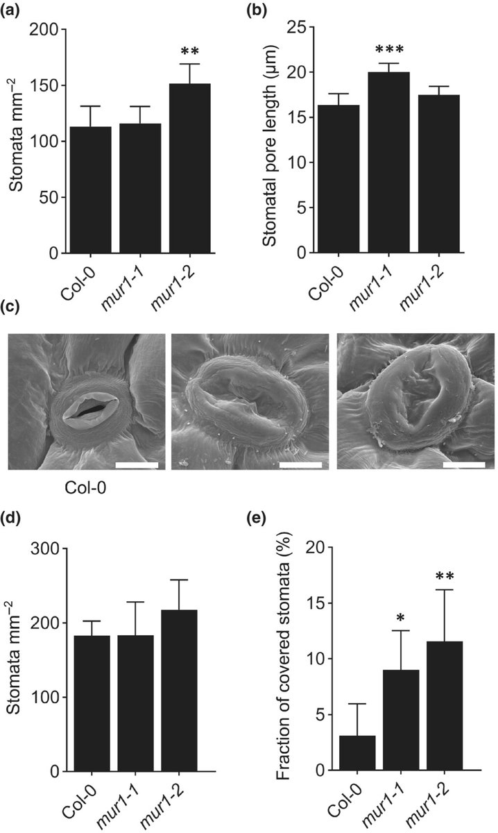 New Phytologist tweet media