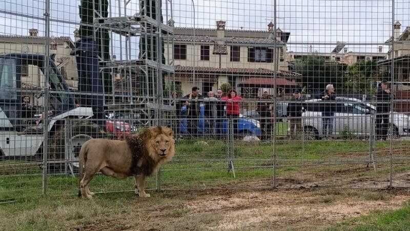 Terzobinarioit's tweet photo. Leone a Ladispoli, “Aidaa” lancia la petizione per il sequestro di Kimba https://t.co/uy3zkmjD7A https://t.co/ngDhefJkLB
