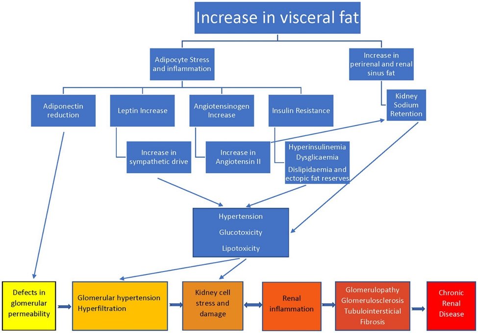 KIReports's tweet image. 6b) The #pathophysiologic mechanisms and consequences of #obesity on the #kidney are complex but intuitive. Check this out from 🔓 frontiersin.org/articles/10.33… and see how many you knew already!