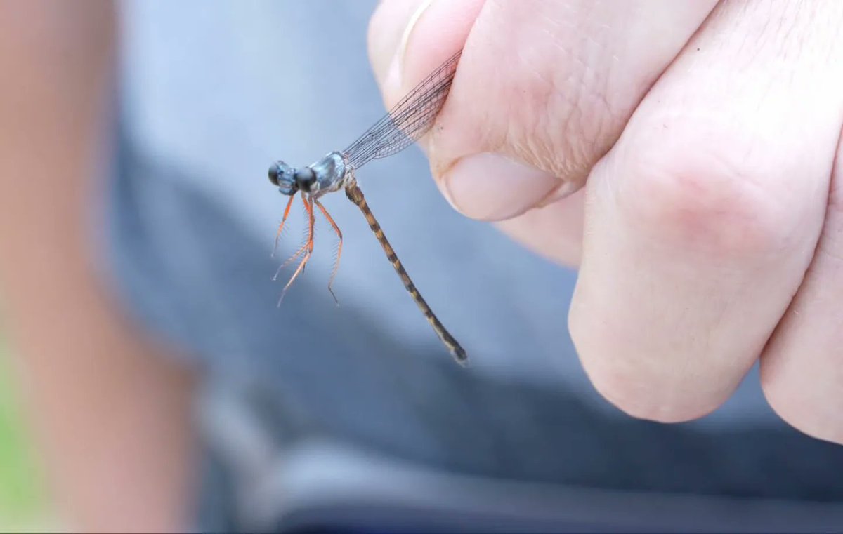 #didyouknow that RER is embarking on odonata survey journey with renowed expert Dr. Rory Dow, and has already unearthed a wealth of discoveries, with some of the species now listed as Endangered and Vulnerable on the IUCN Red List. 

#fornature #Odonata #ExploreRER