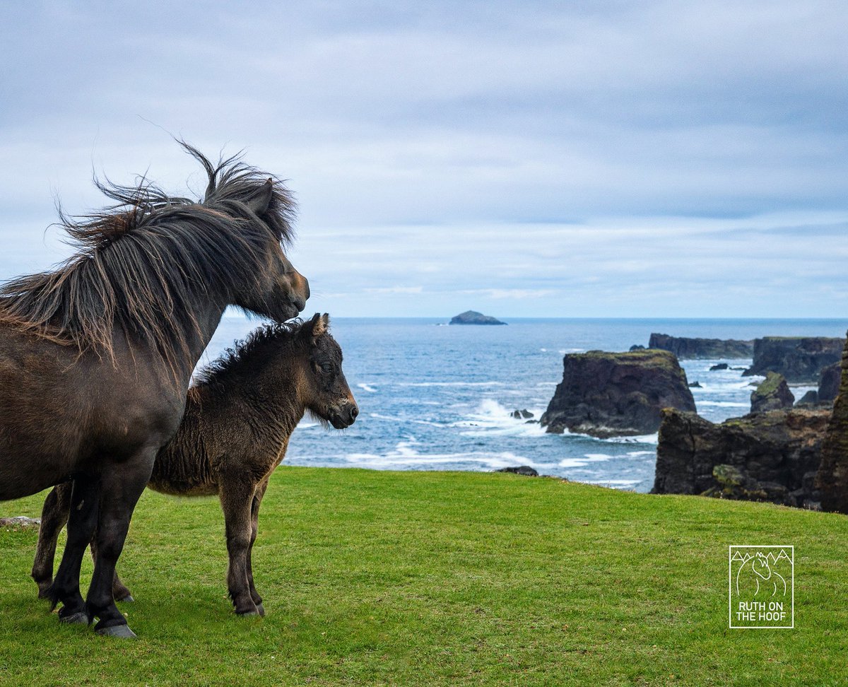 The raw power of Shetland is manifested in its native equine - the Shetland pony. These are the strongest of any horse breed relative to their size - and it’s no wonder when you see where they’re adapted to live and work 🐴🐴 #GoNative