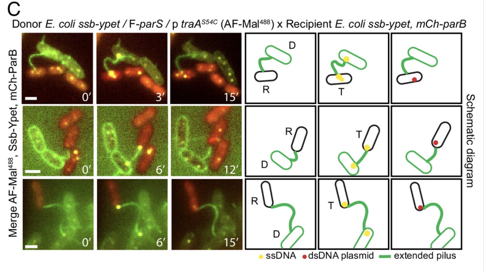 The F pilus serves as a conduit for the DNA during conjugation between  physically distant bacteria