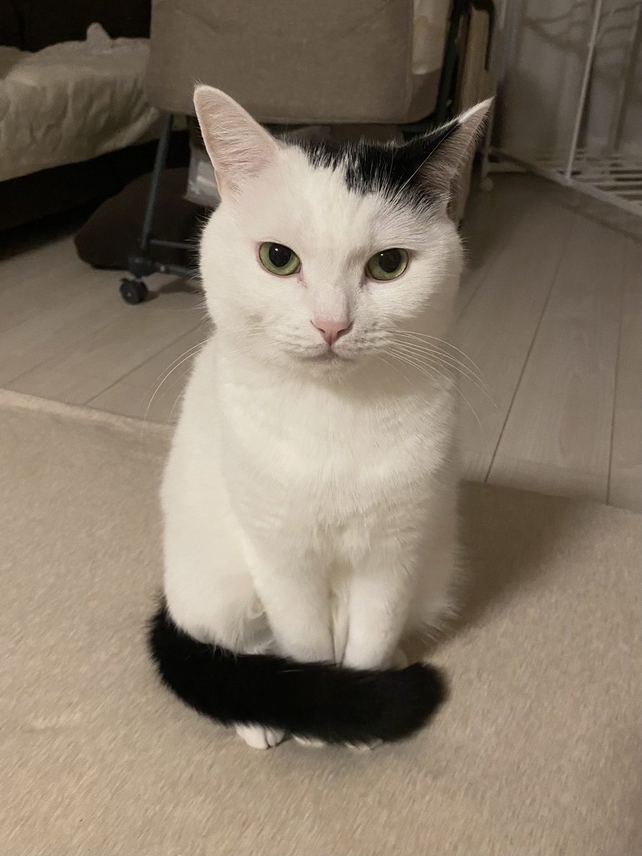 takeru0321neko's tweet photo. テールマフラー https://t.co/wmt2gKXfCX