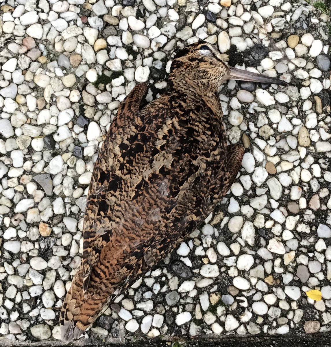 Al jaren is er geen lijster te bekennen in ons achtertuintje. Vandaag raap ik wat kastanjebladeren  op en kom ik een dood  exemplaar tegen. Zou zij getroffen zijn door de vogelgriep?
