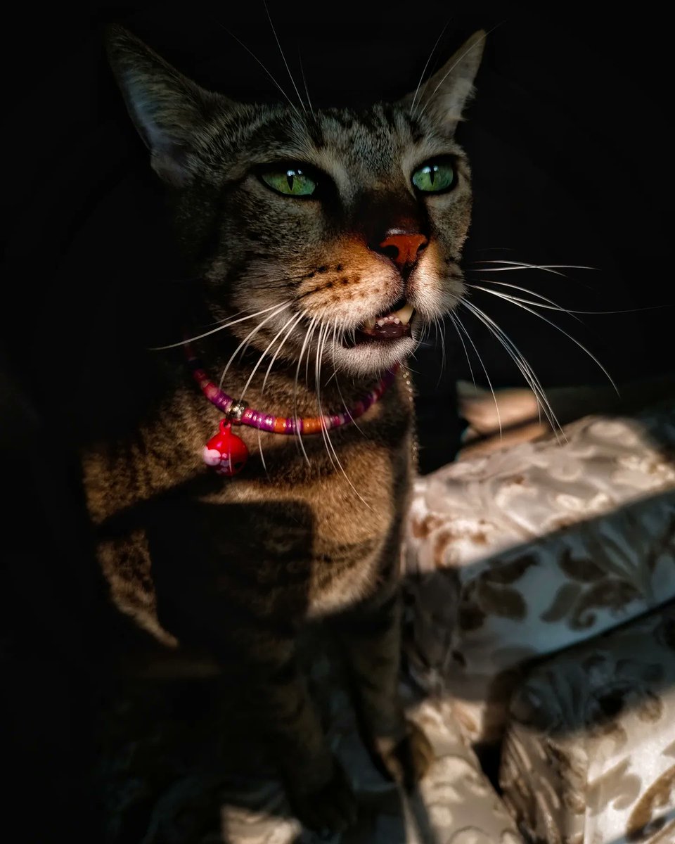 nikkitapatro's tweet photo. Resolution | House of Batliwala 
https://t.co/LAOphzXavy
#Cat #picoftheday #CatsOfTwitter #mykidshavepaws #catsofinstagram #CatsOfX #photo #Wednesdayvibe #lifeofacat #humansandcats #debate https://t.co/TeKnkoeMtI