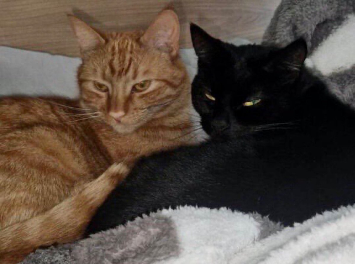 MNashCatRescue tweet picture