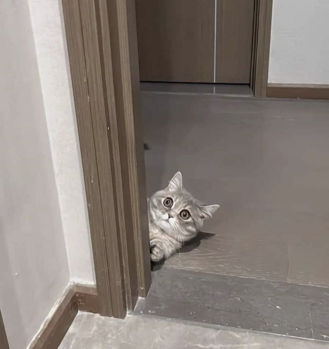 tyomateee2's tweet photo. ひょっこり顔を出したら同じポーズになってしまった猫と子供 https://t.co/lgkQAX2T7u