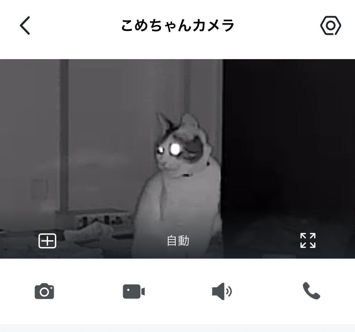 _mi_ke_no_ko's tweet photo. 最近、ペットカメラを購入
ふとした瞬間が面白くて可愛い https://t.co/k9hD1hCkgR