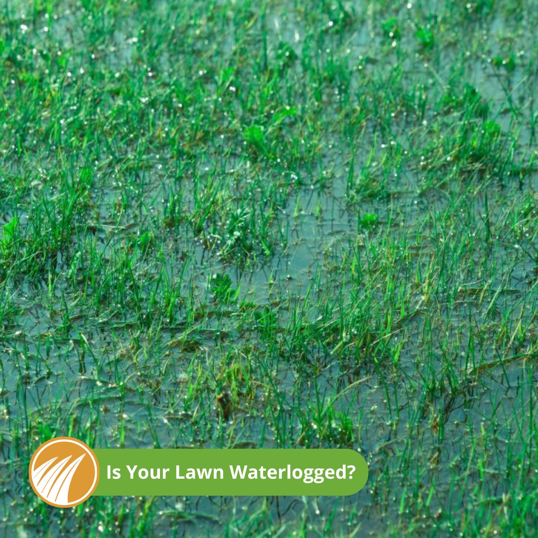 Whilst waterlogging is unlikely to damage your lawn, the grass can suffer, so we've put together some useful information to help you care for your waterlogged lawn in our latest blog post on our website. ☔ #LawnCare #WaterloggedLawn 

lawn-tech.co.uk/blog/home-page…