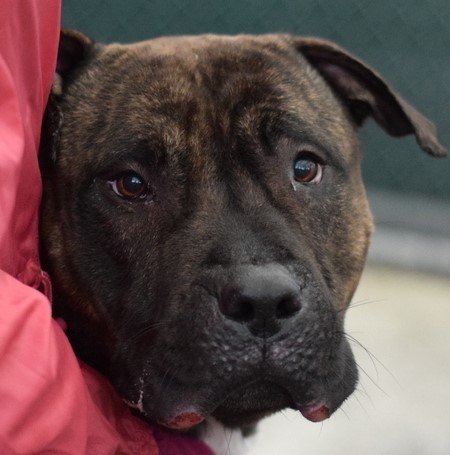 KikiBear1027's tweet photo. Imagine needing to go home but not having one to go to 💔 Meet Mac - dogs like this love you the hardest, you can see it in his eyes. We have the rescue, but need a foster in order to save him. Is it you? #FOSTER #FostersSaveLives https://t.co/2CIMhYuzFt