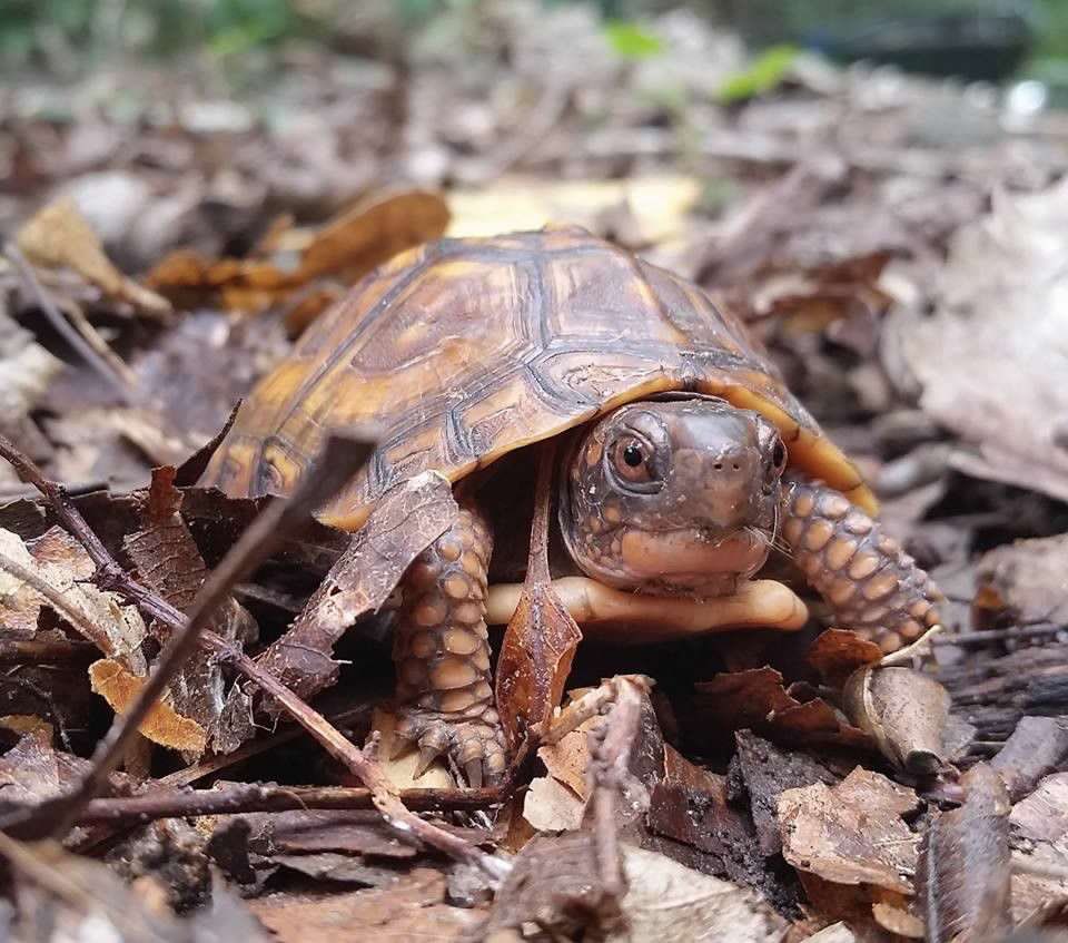 MWPARC's tweet image. Remember to leave the leaves in your yard this year to help all the herps preparing to overwinter! Leaf and brush piles are especially helpful for snakes and turtles, as they can provide some insulation from cold temperatures, rain, and snow!

📷: Eastern box turtle by Paul Block