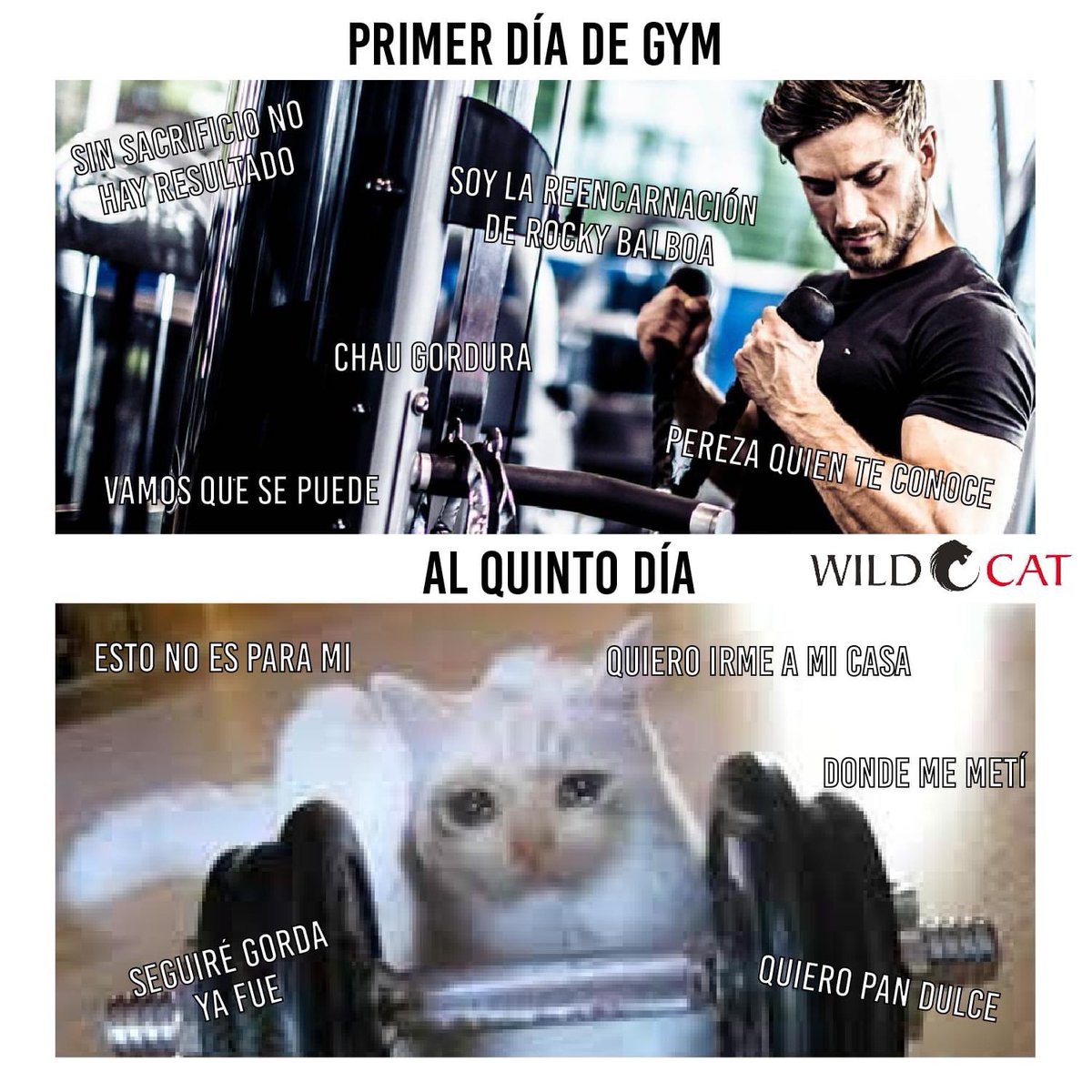 #WildCatEnergyDrink #GetThePower #GymTime #Mexico